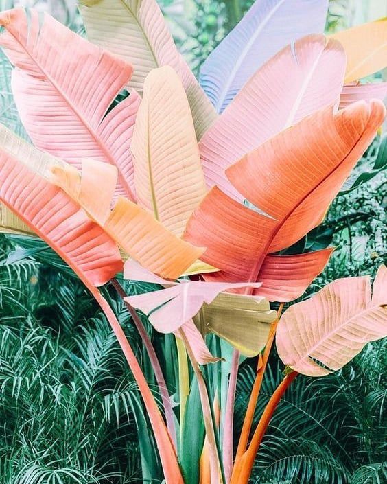 Book your shopping experience (Only bookings made 24 hours before appointment will be accepted)